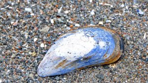 grebbestad nov-09 097_redigerad-2