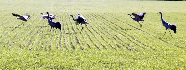 långtar till våren