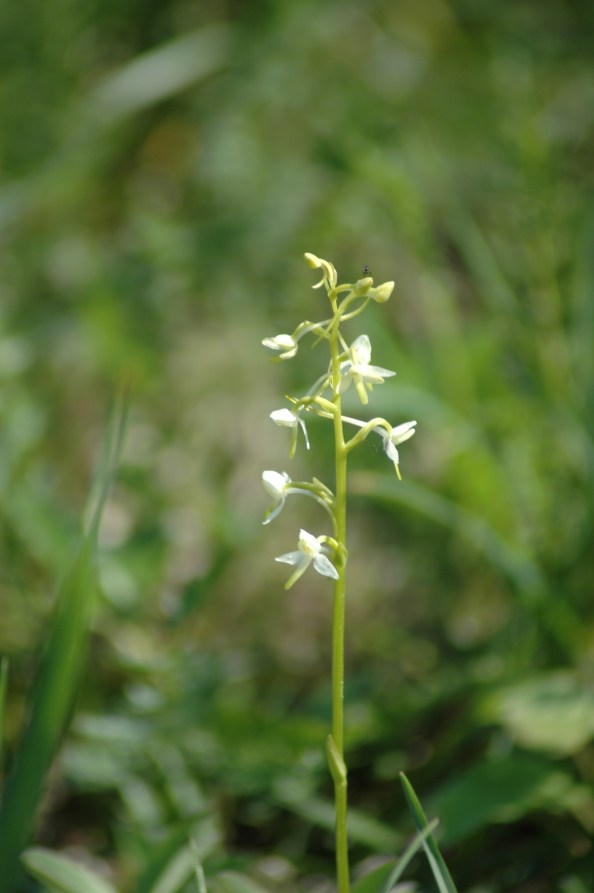Nu blommar Nattviol på Ängsö
